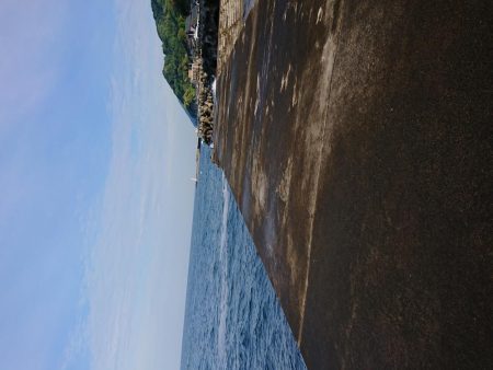 今年の初アオリ